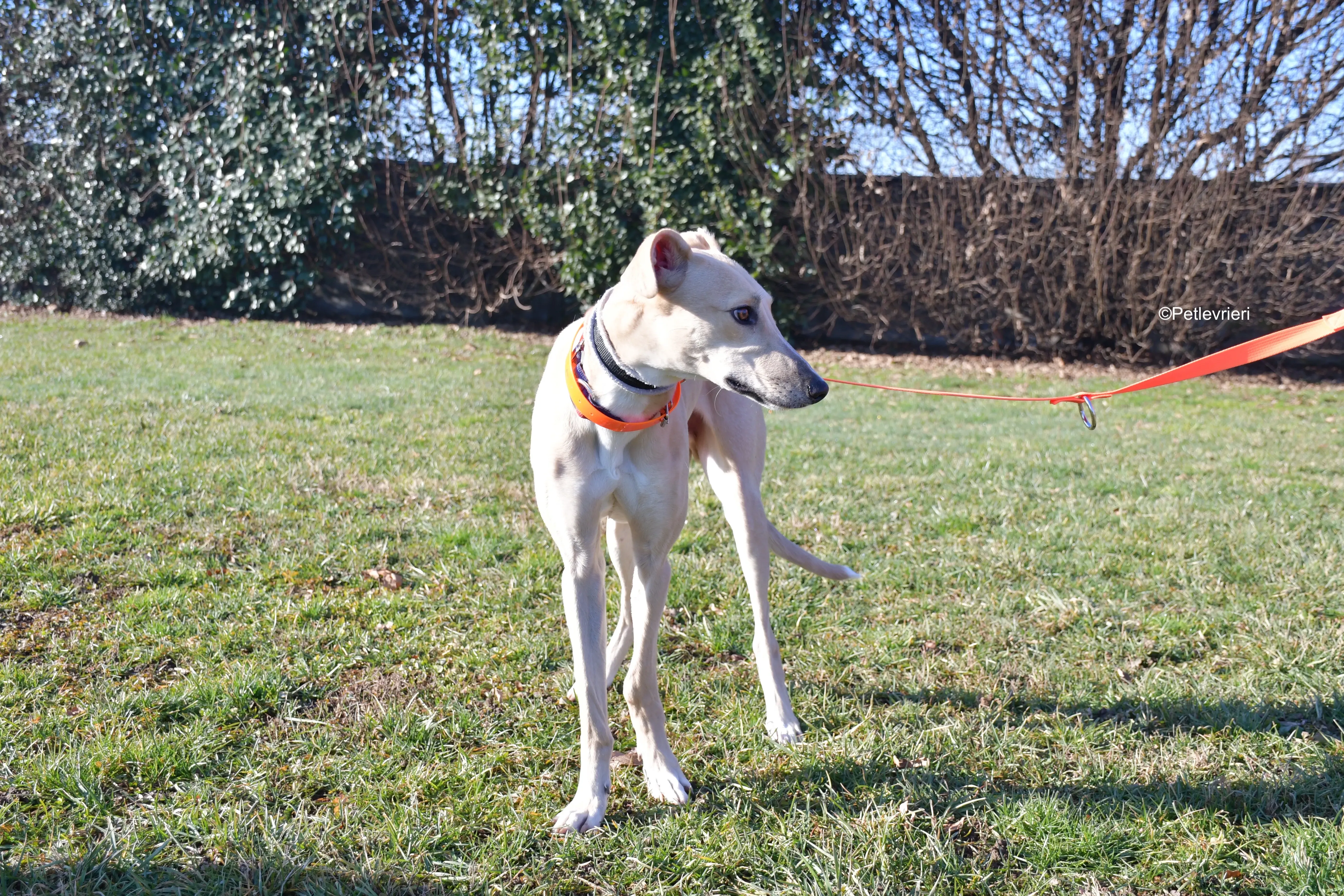 keith adozione levrieri greyhound 4