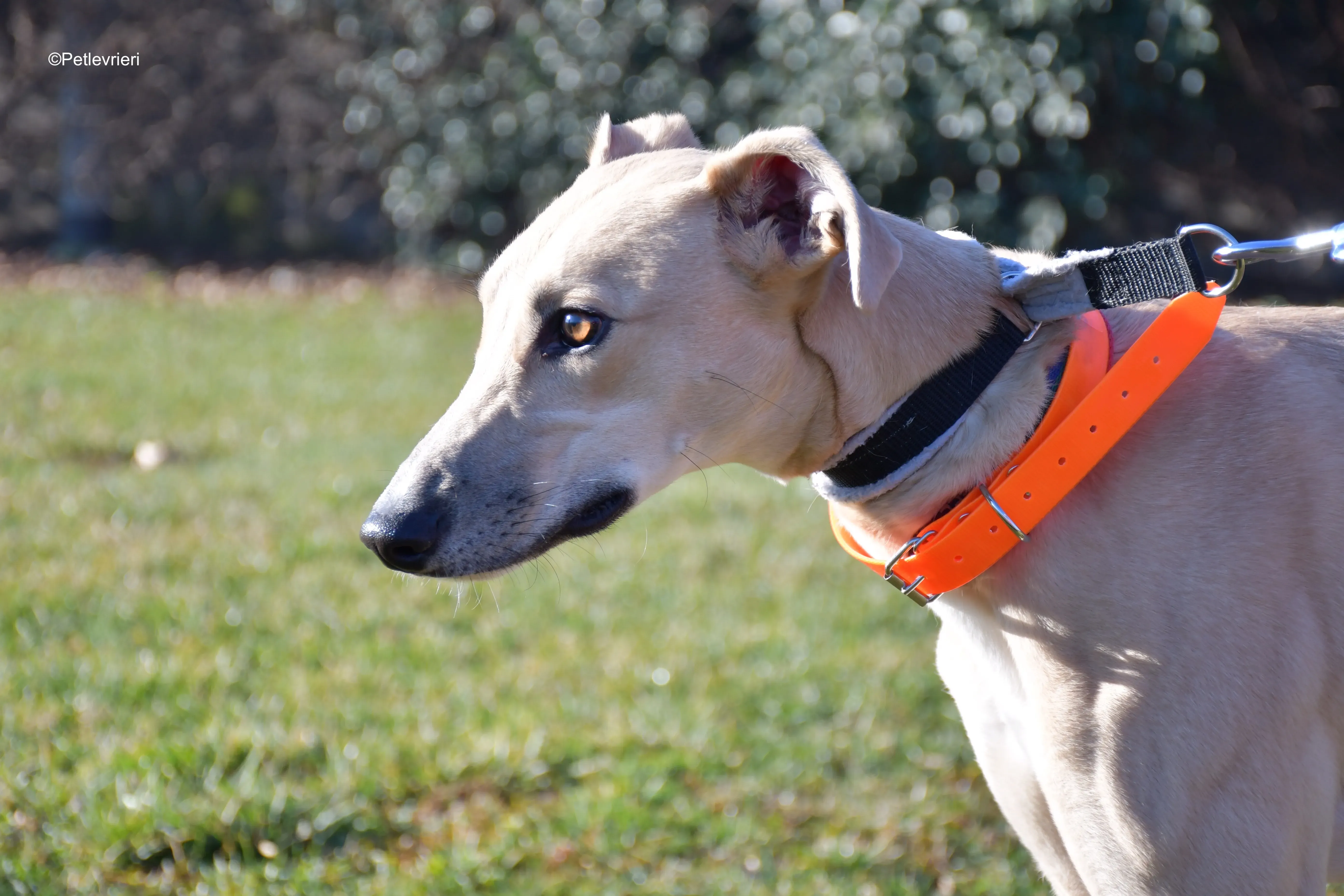 keith adozione levrieri greyhound 5