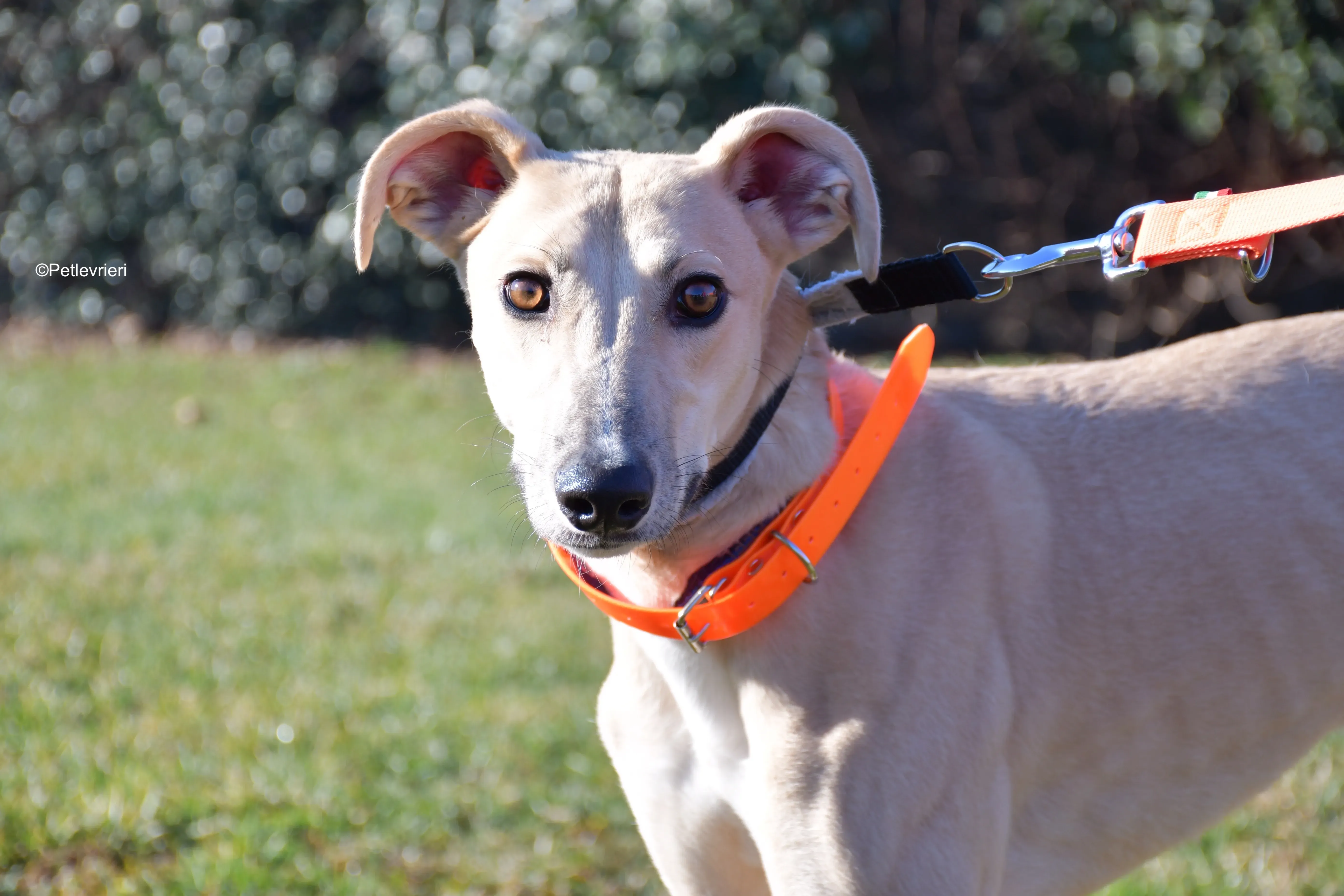 keith adozione levrieri greyhound 6