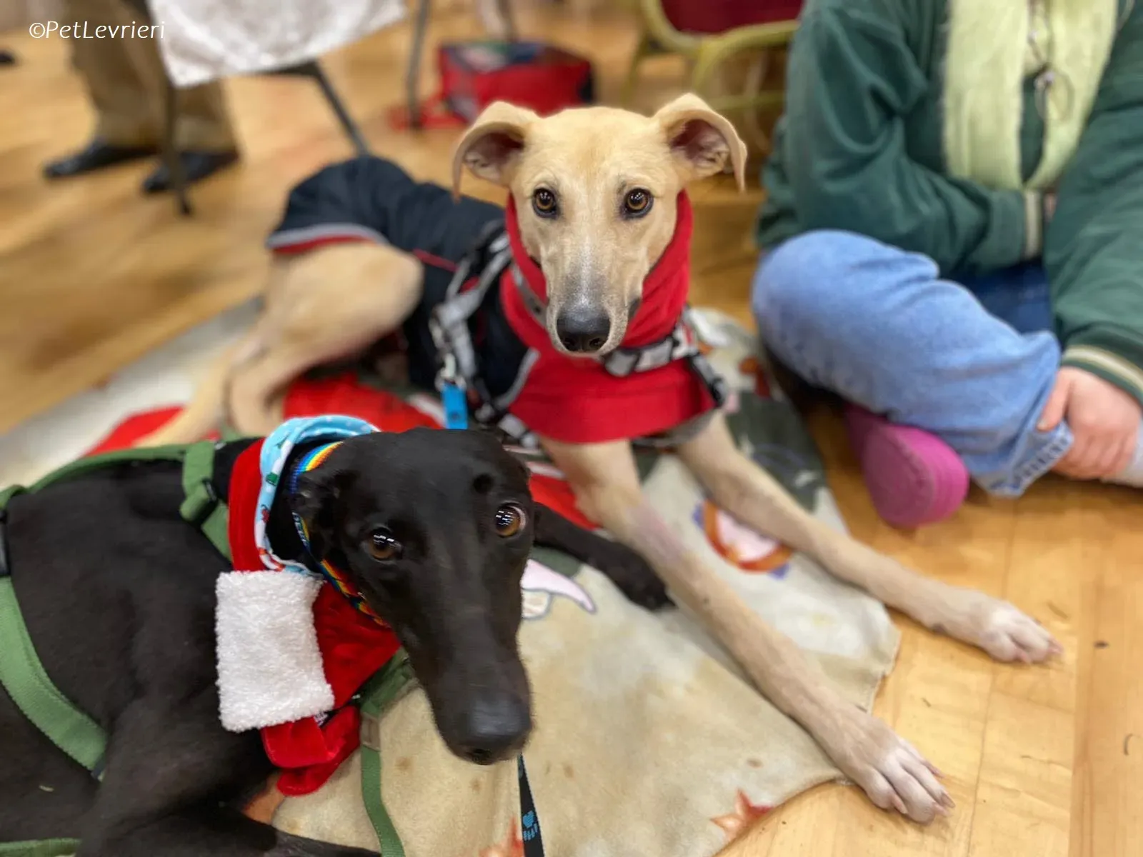 keith adozione levrieri greyhound 3