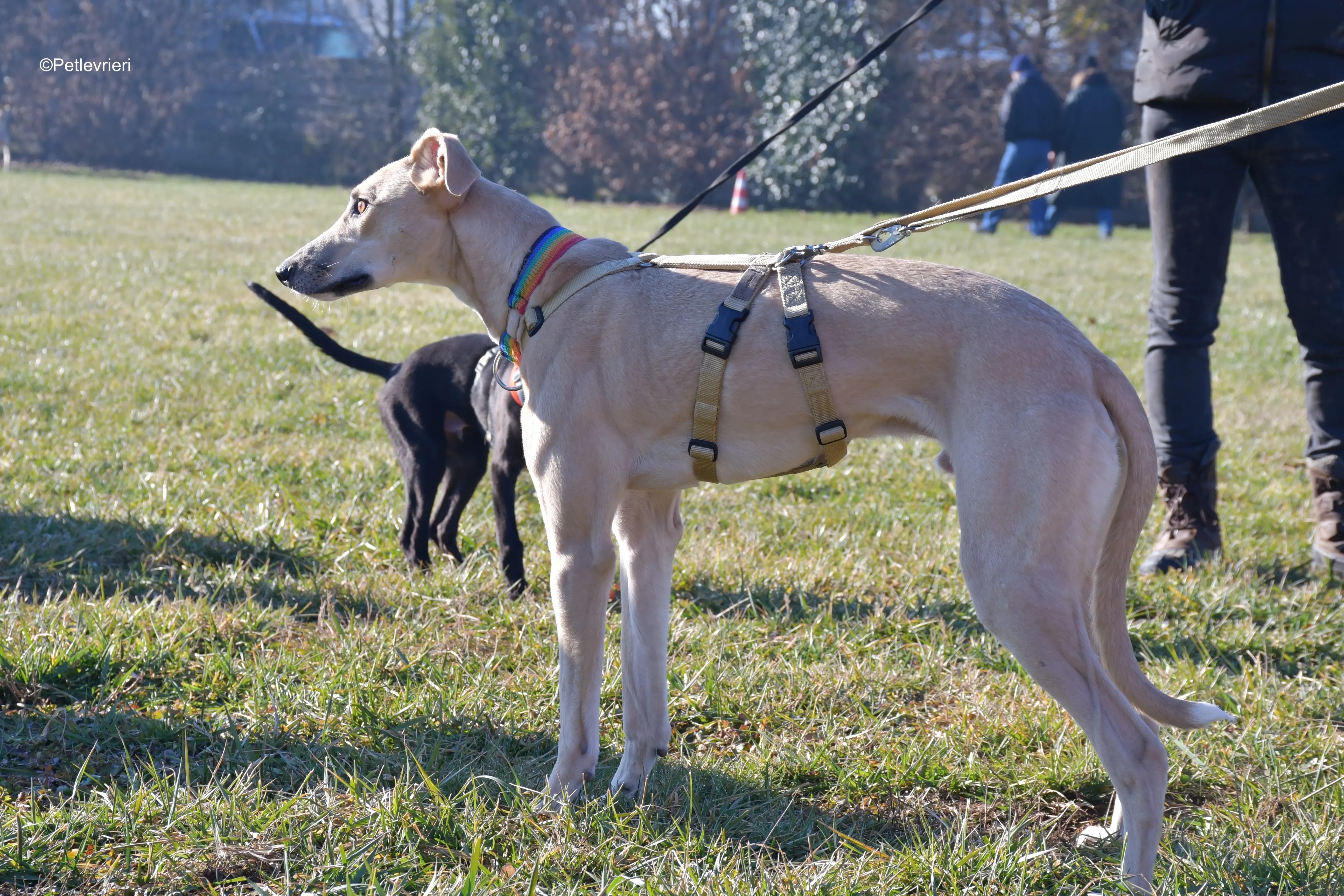 keith adozione levrieri greyhound 7