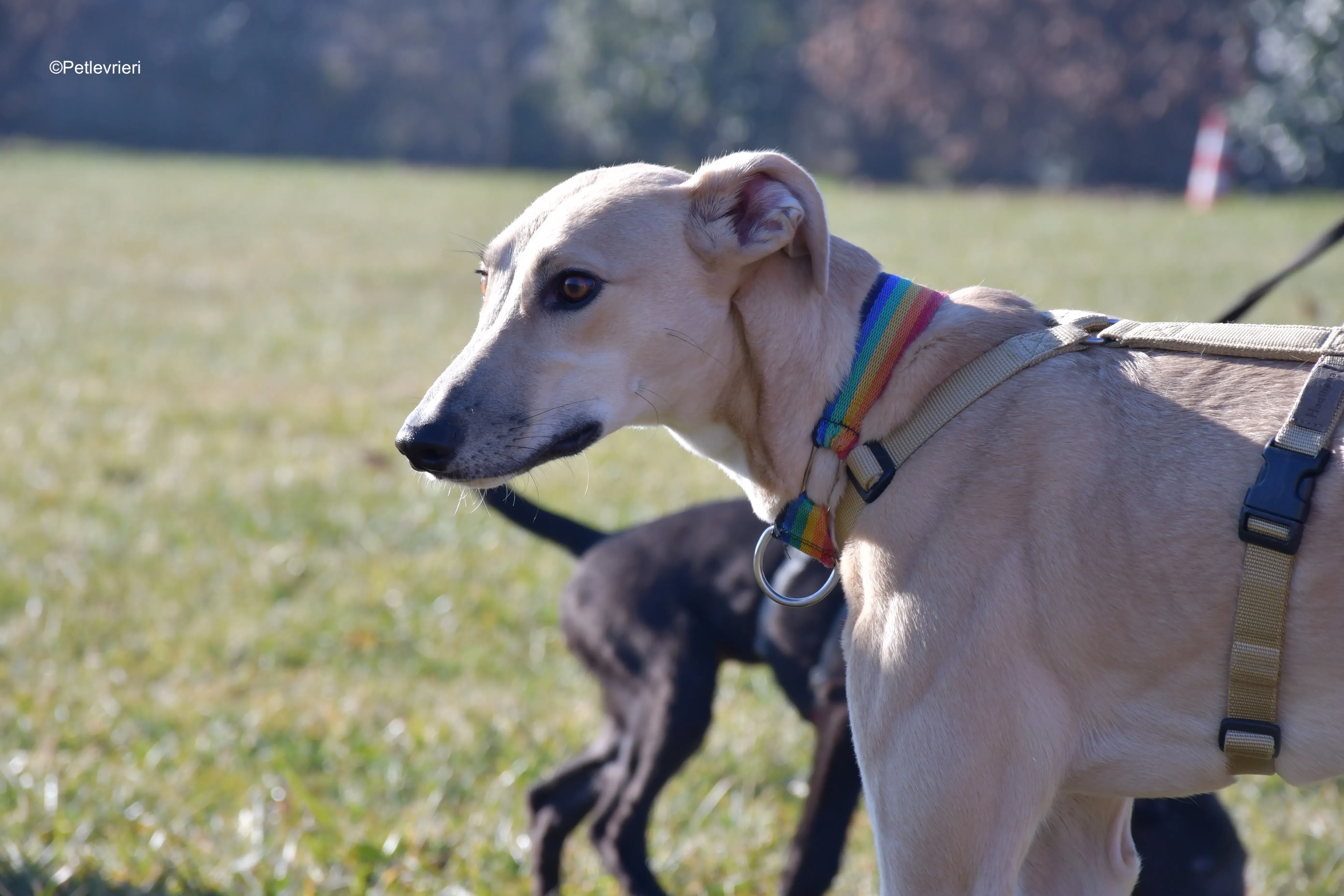 keith adozione levrieri greyhound 8