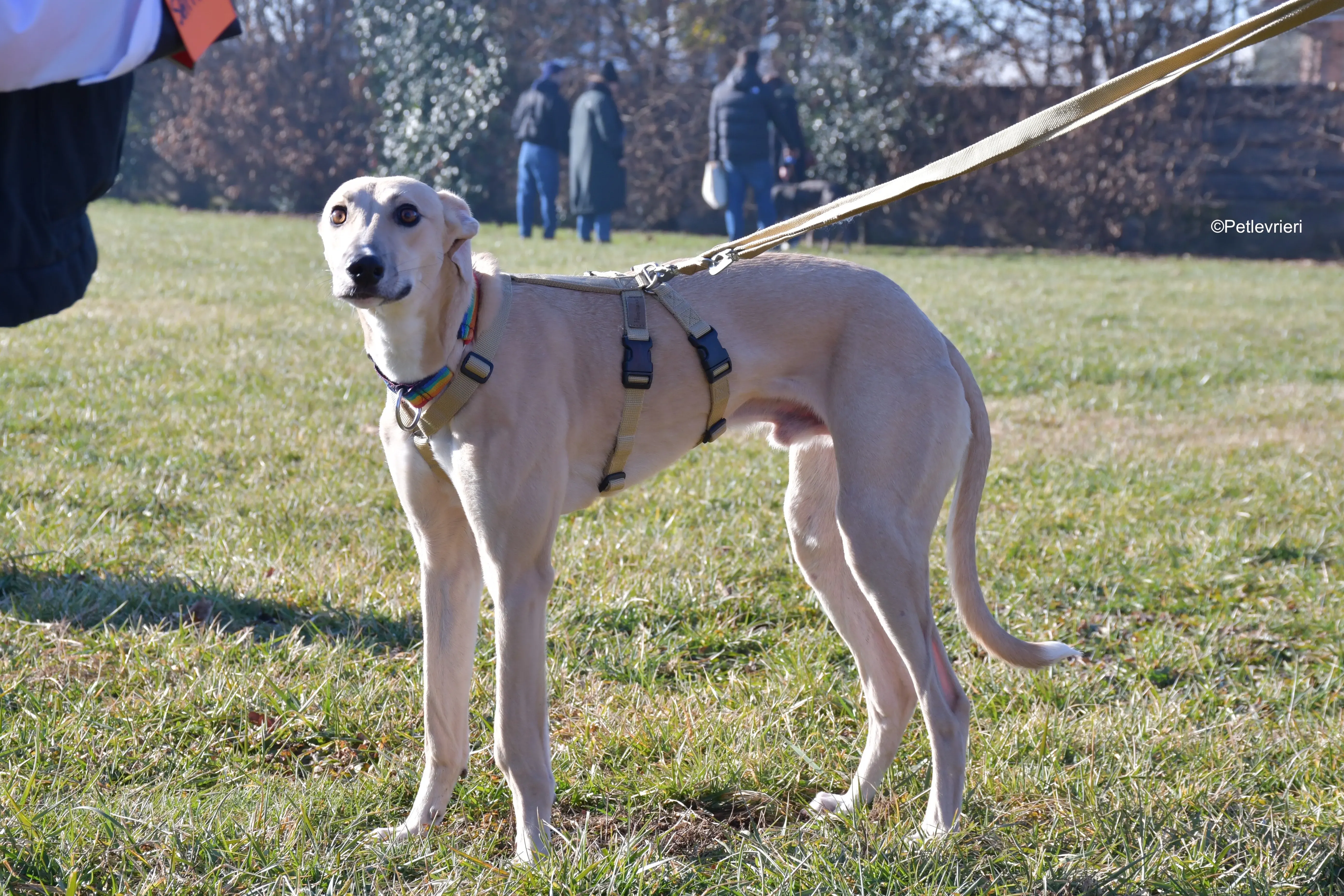 keith adozione levrieri greyhound 9