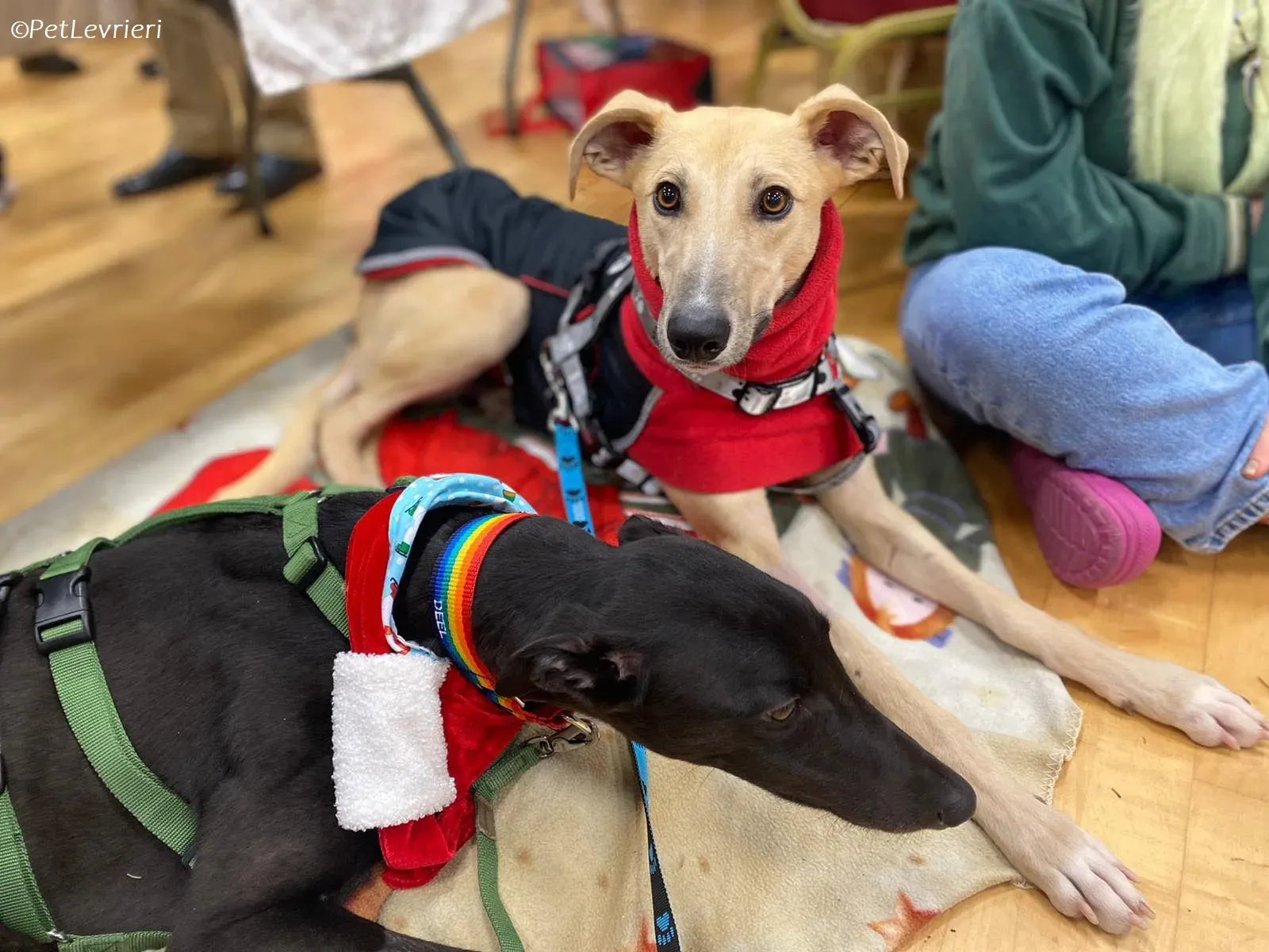 keith adozione levrieri greyhound 4