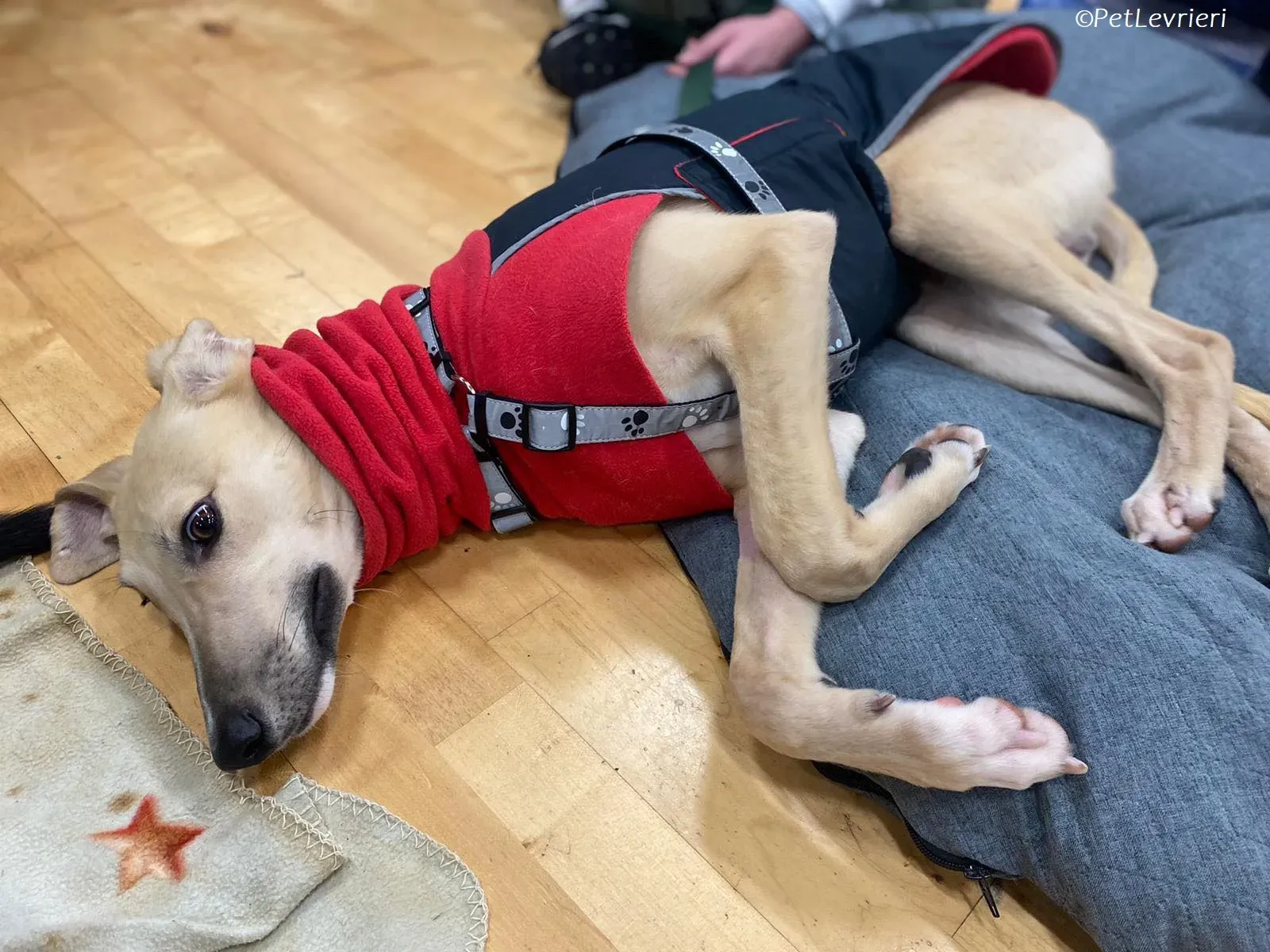 keith adozione levrieri greyhound 6