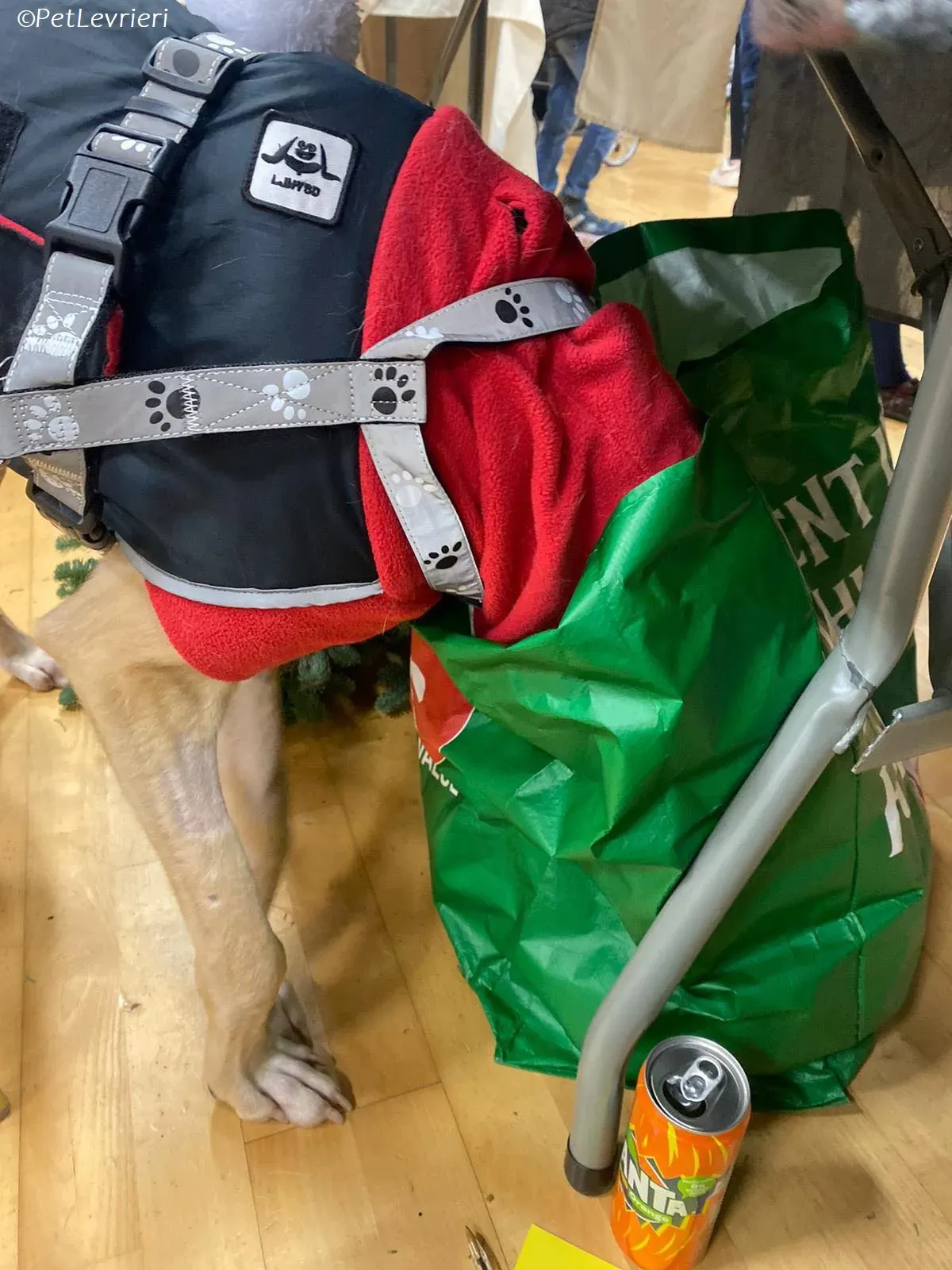 keith adozione levrieri greyhound 7