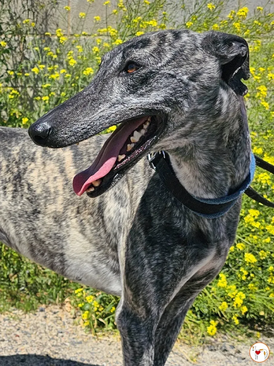 keka galgo adozione 01 1