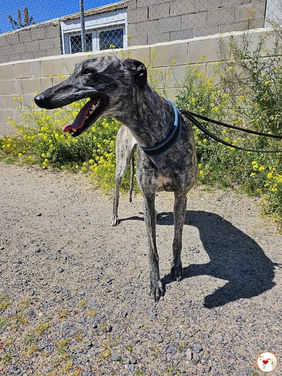 keka galgo adozione 02 1