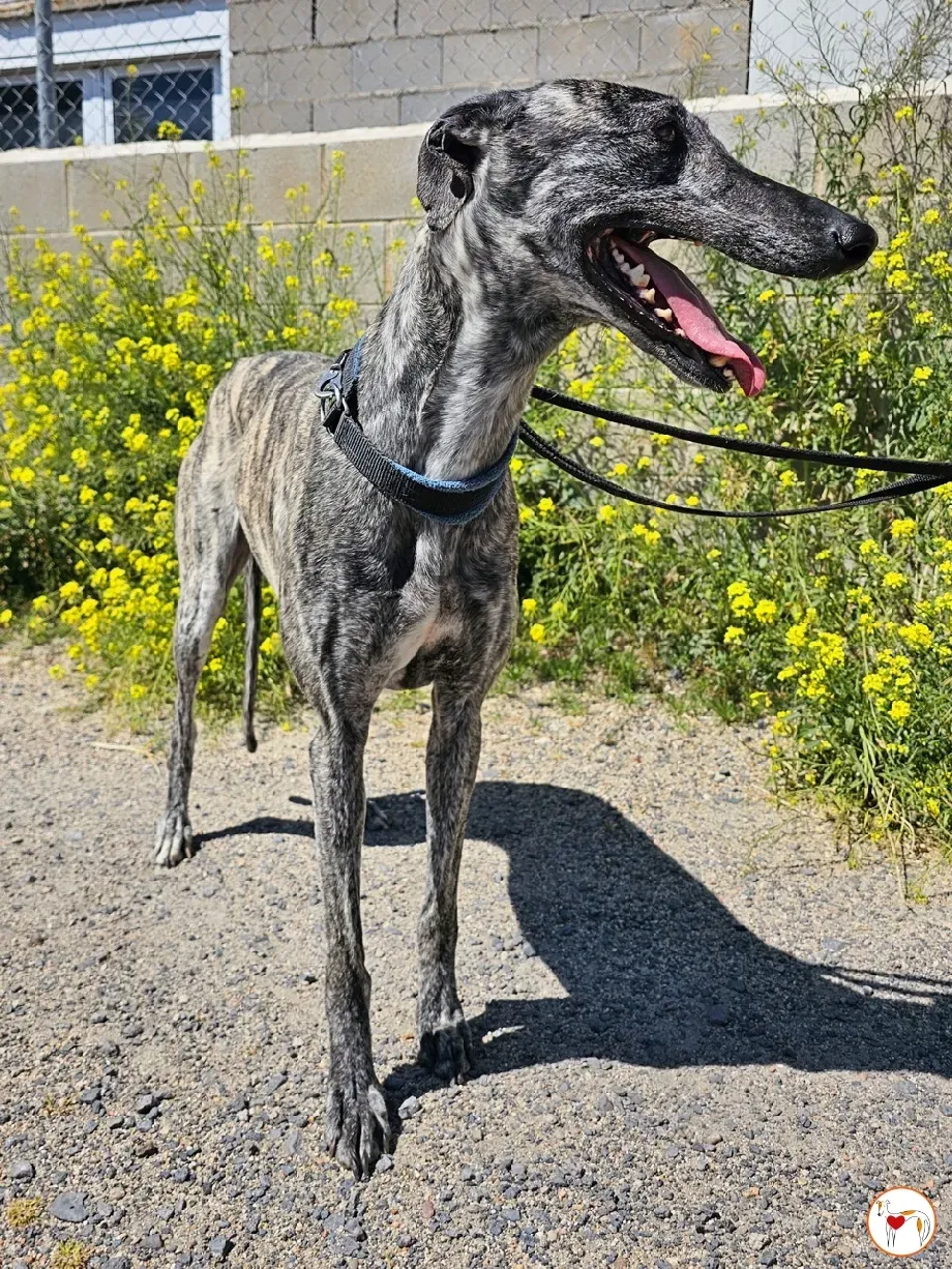 keka galgo adozione 03 1