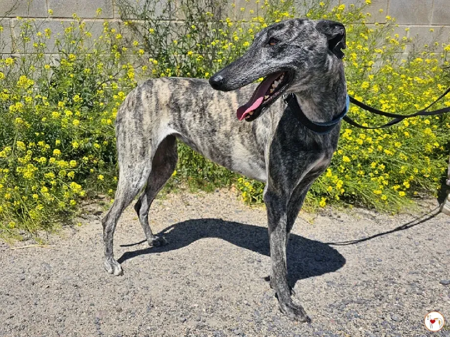 keka galgo adozione 04 1