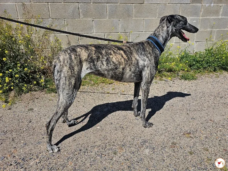 keka galgo adozione 05 1