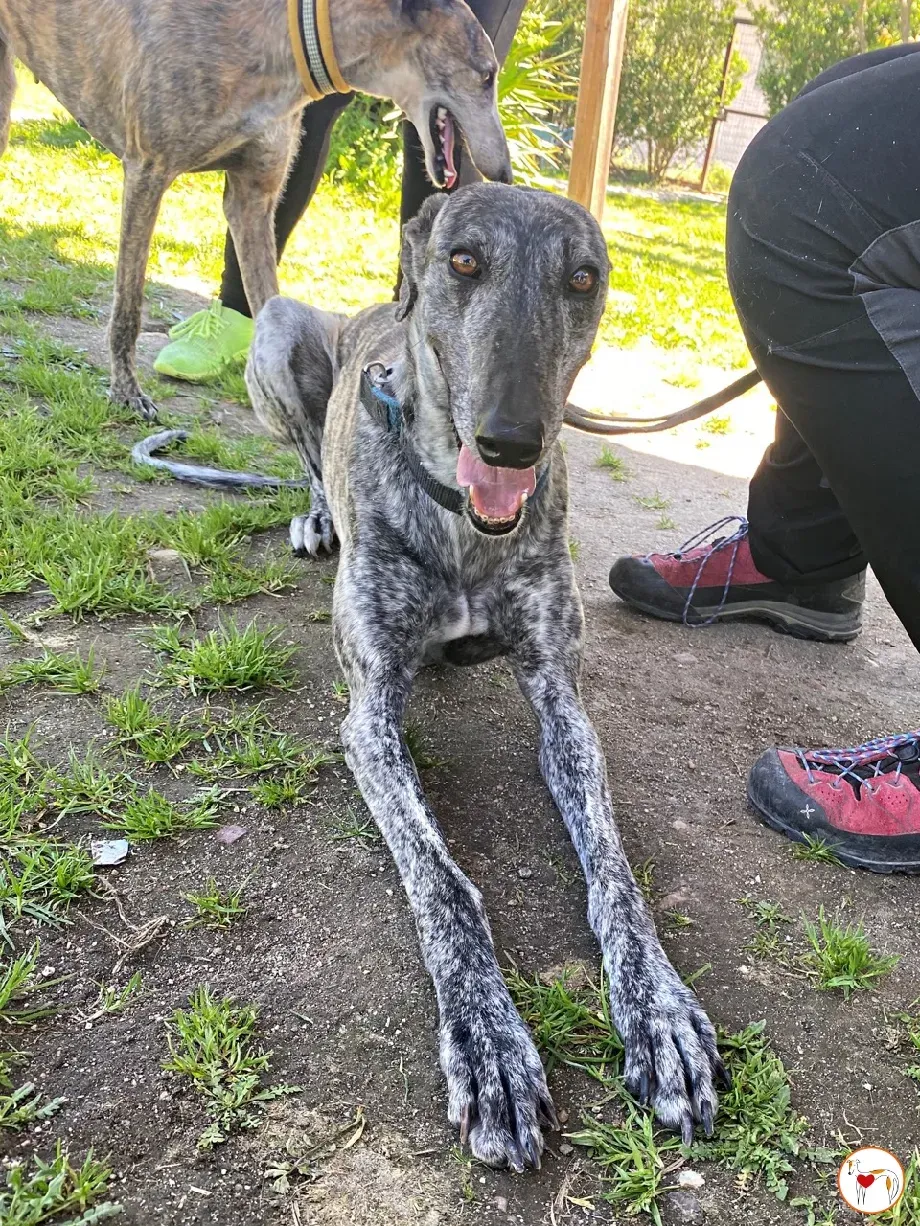 keka galgo adozione 06 1