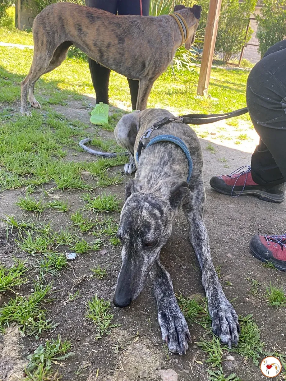 keka galgo adozione 07 1