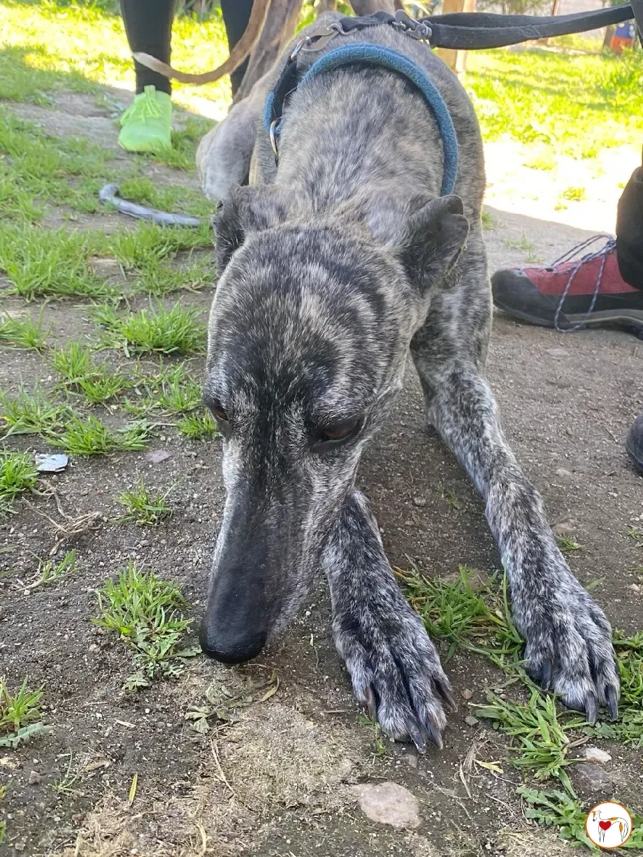 keka galgo adozione 08 1