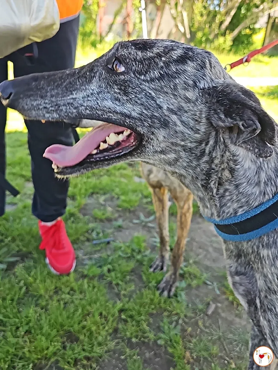 keka galgo adozione 09 1