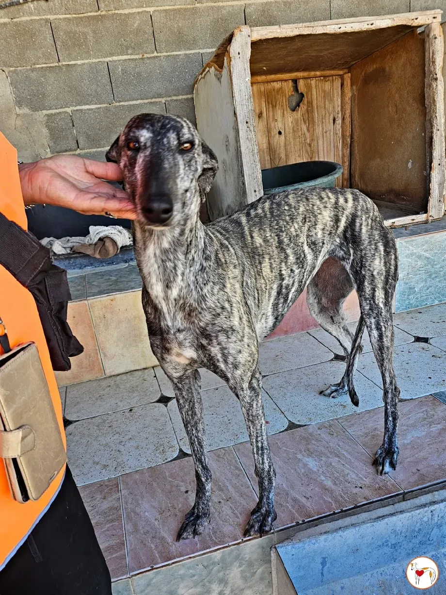 keka galgo adozione 10 1