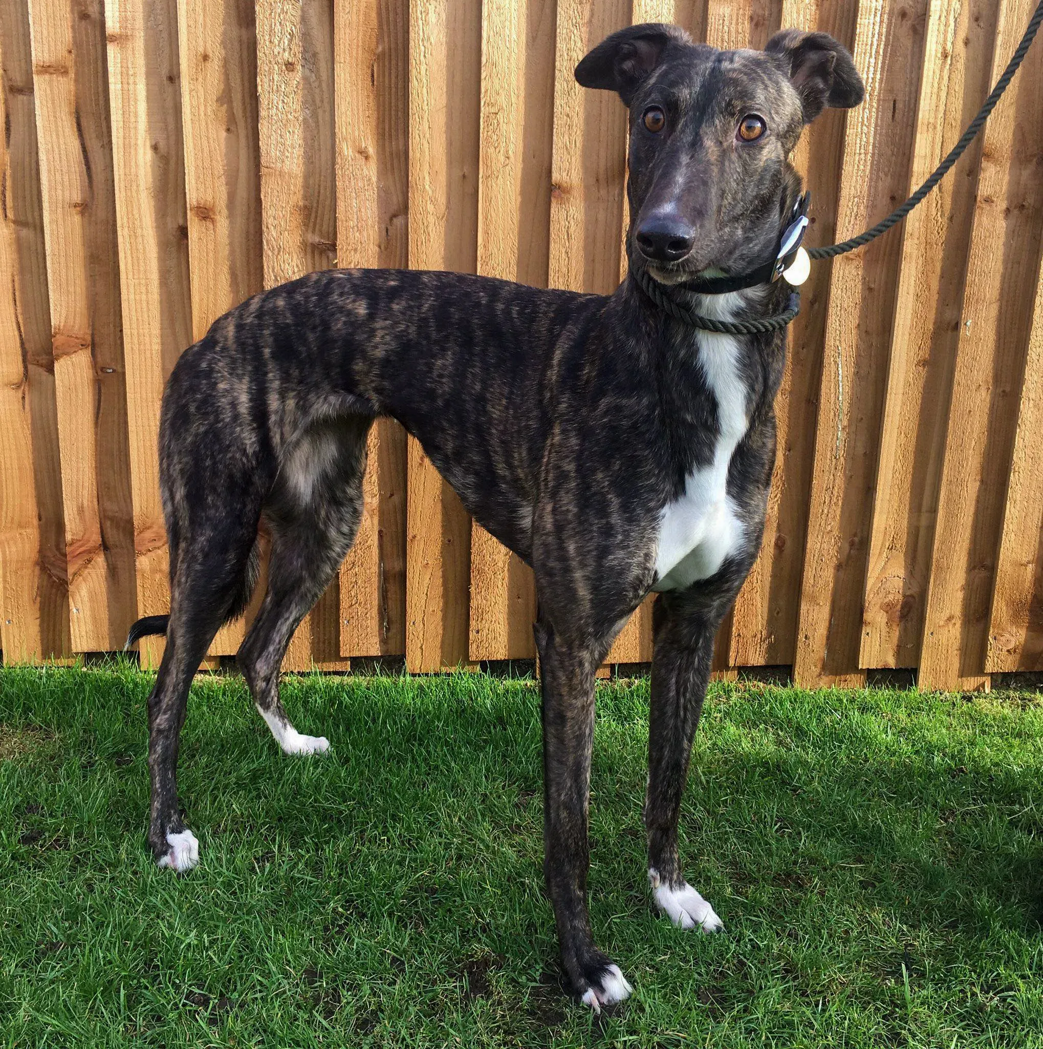 kelce adozione greyhound 1