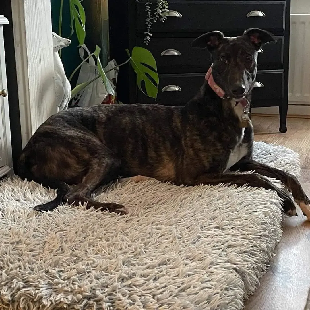 kelce adozione greyhound 3