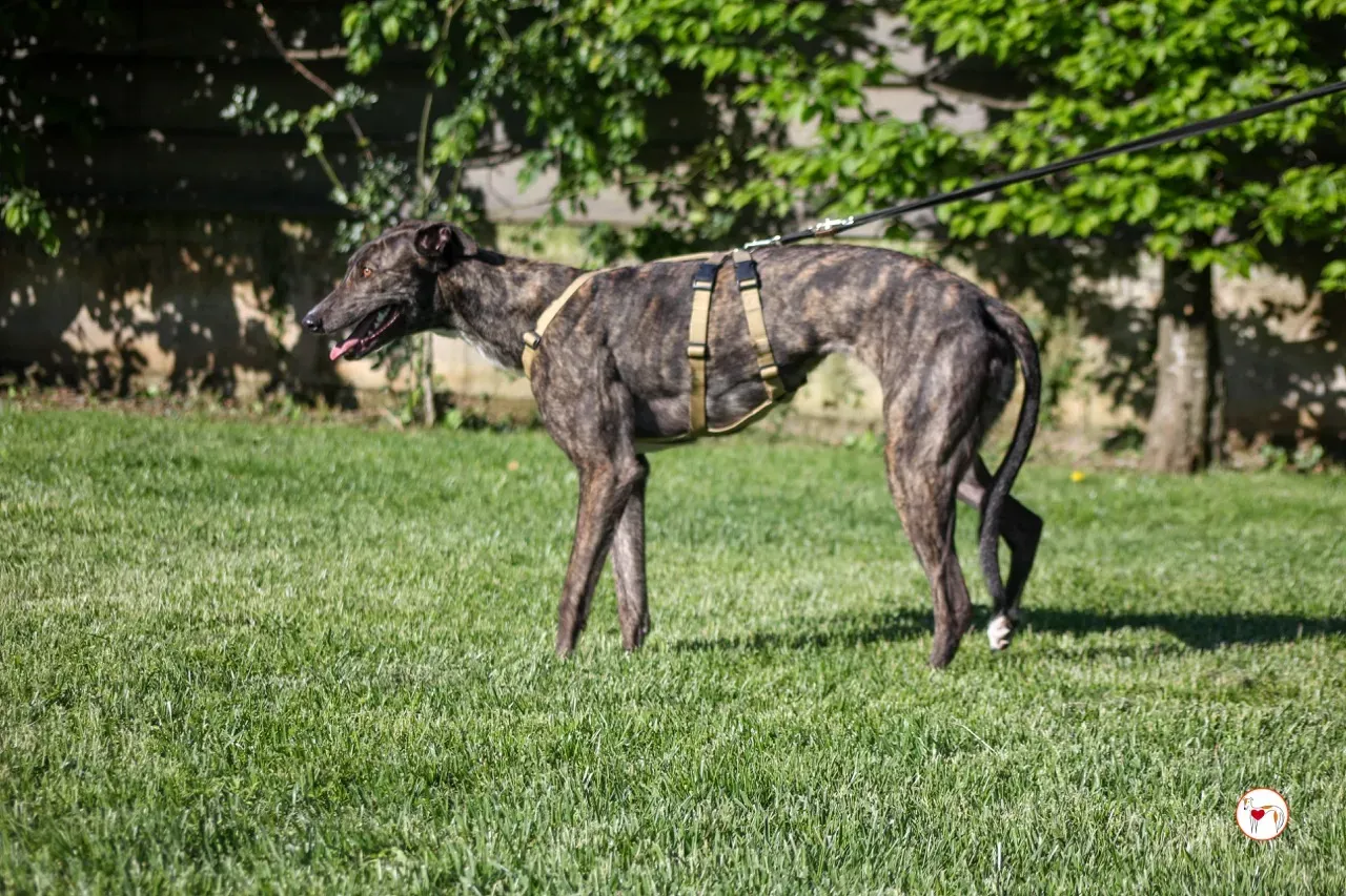 kelce arrivogrey20aprile2024 108 large