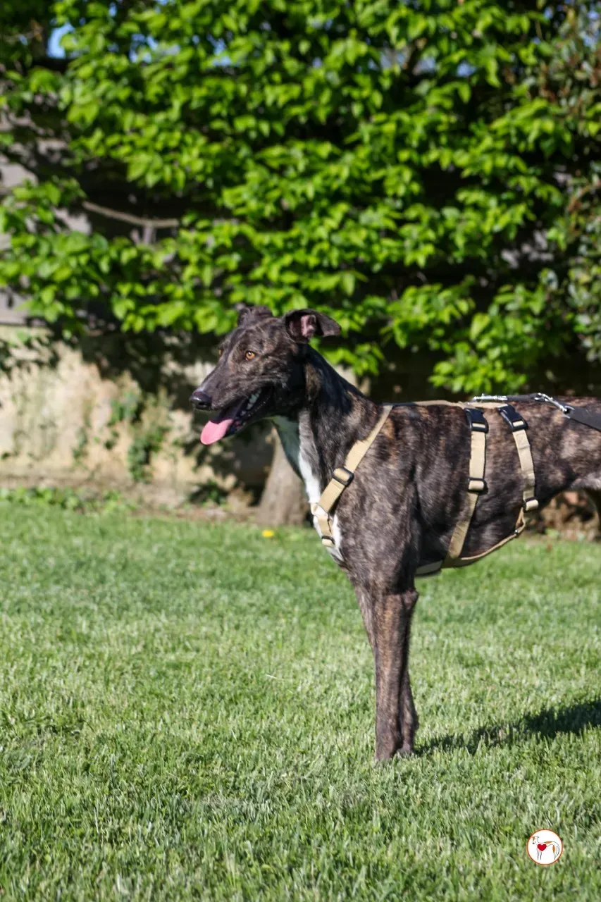 kelce arrivogrey20aprile2024 109 large