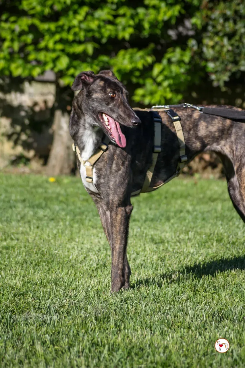 kelce arrivogrey20aprile2024 110 large