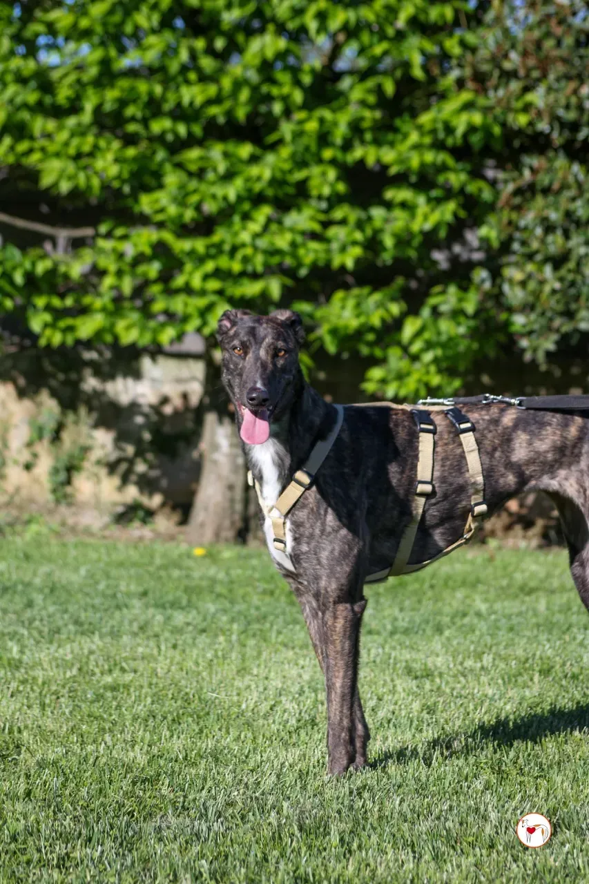 kelce arrivogrey20aprile2024 111 large