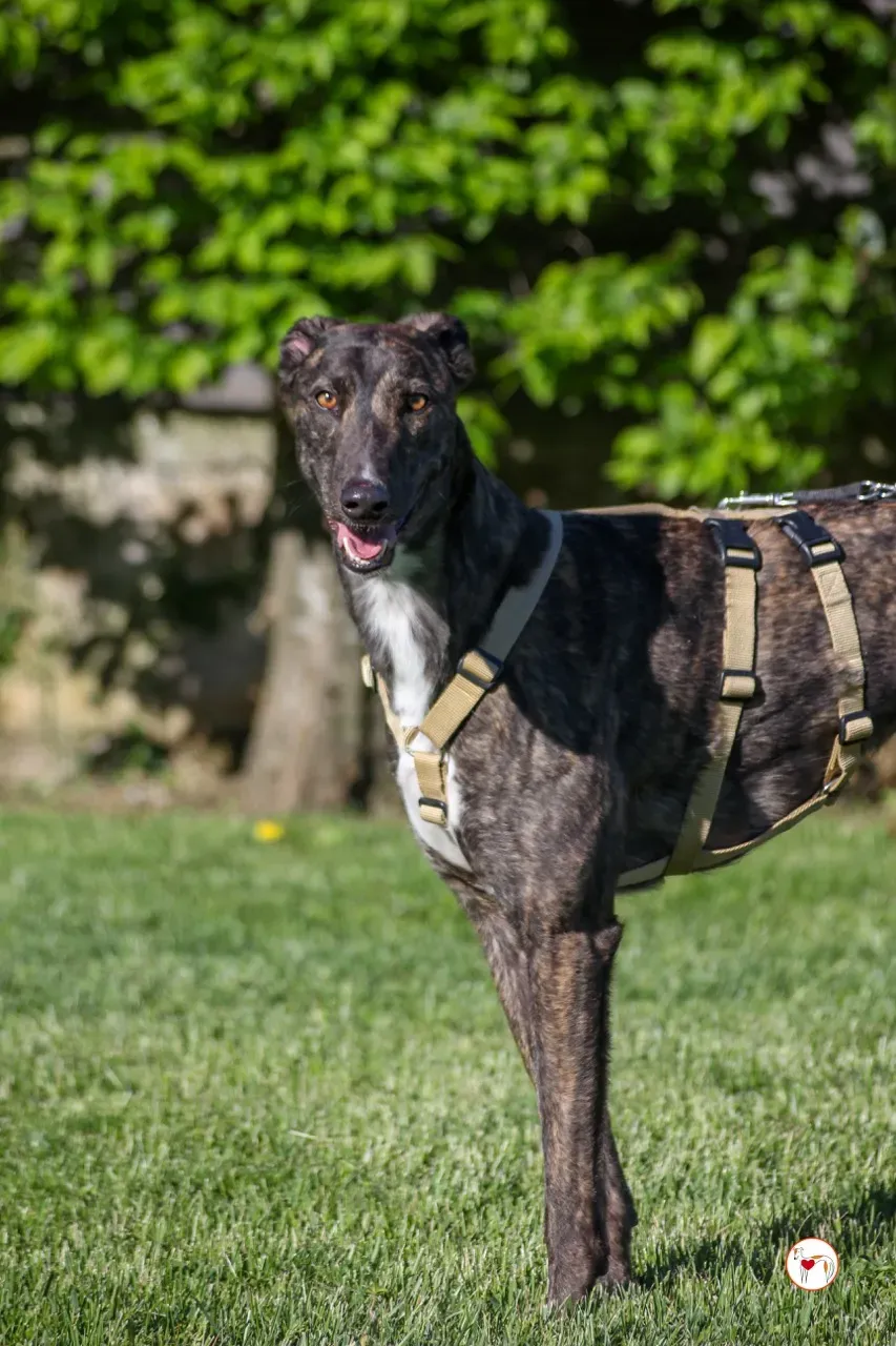 kelce arrivogrey20aprile2024 112 large