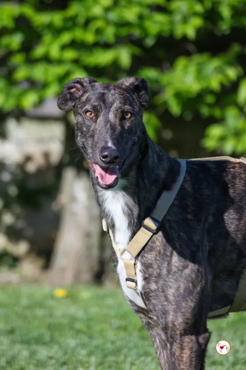 kelce arrivogrey20aprile2024 113 large