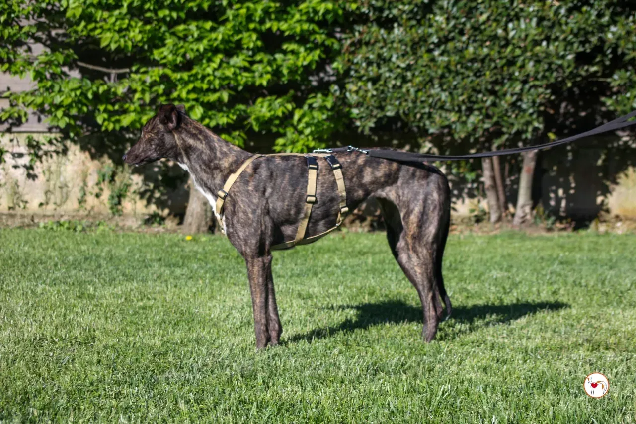 kelce arrivogrey20aprile2024 114 large