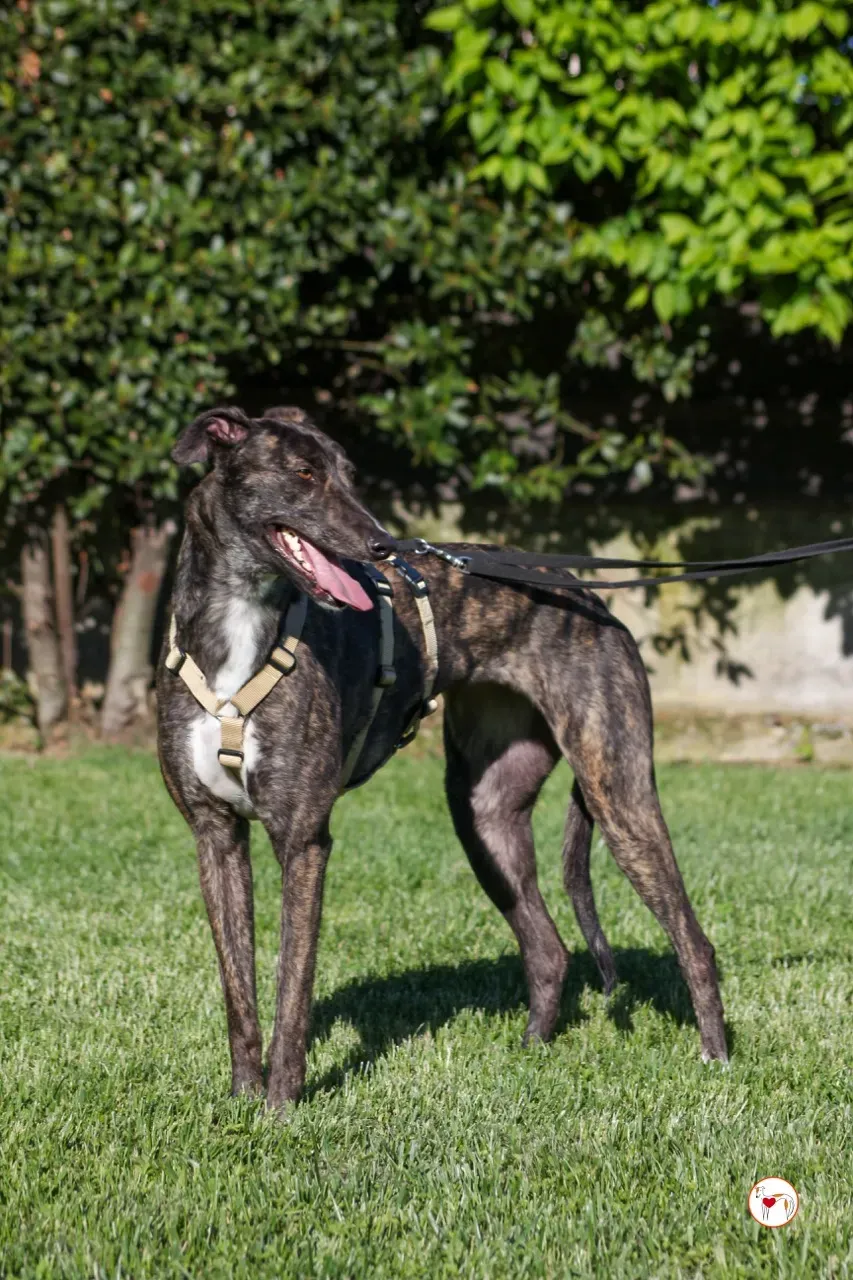 kelce arrivogrey20aprile2024 115 large