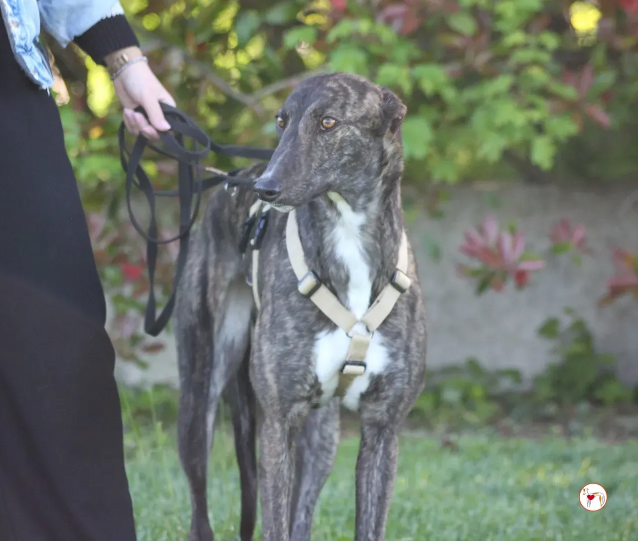 kelce arrivogrey20aprile2024 256 large