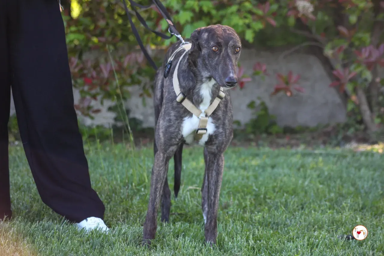 kelce arrivogrey20aprile2024 257 large