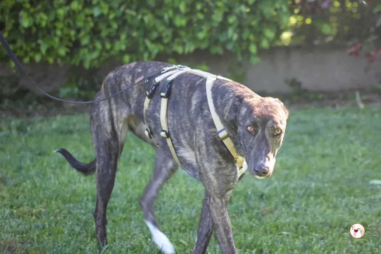 kelce arrivogrey20aprile2024 260 large