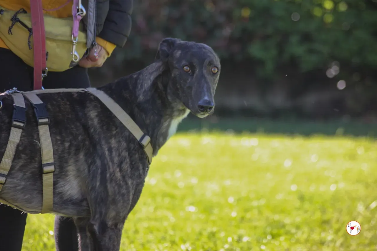 kelce arrivogrey20aprile2024 261 large