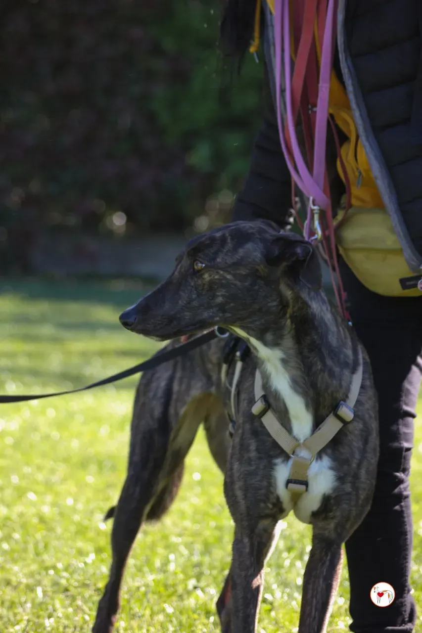 kelce arrivogrey20aprile2024 263 large