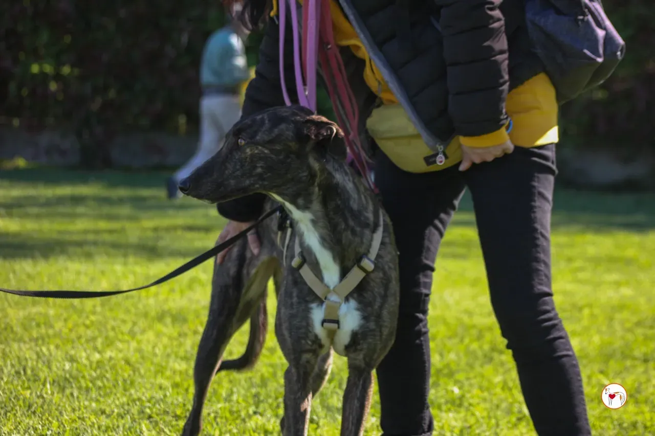 kelce arrivogrey20aprile2024 264 large