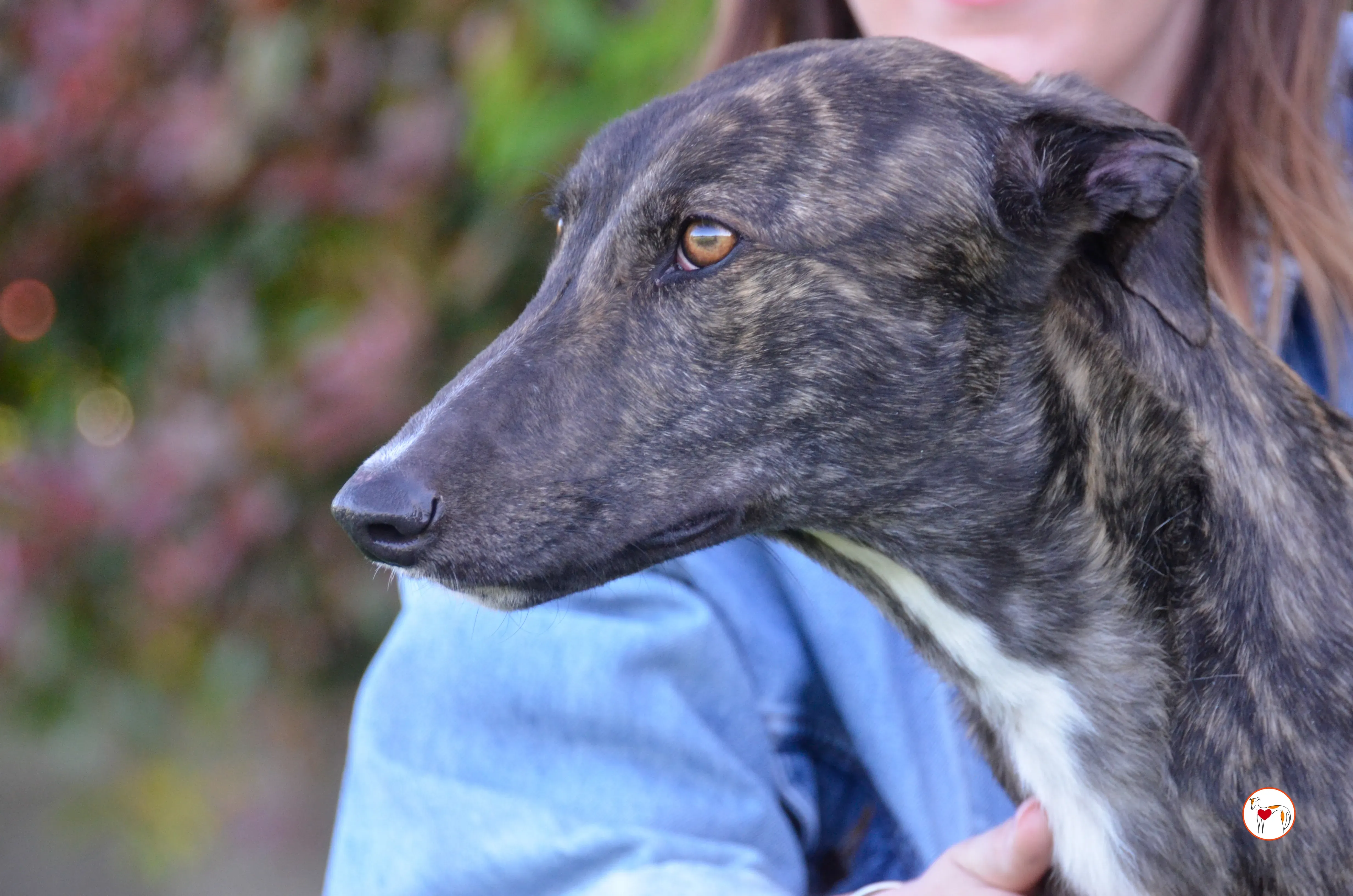 kelce arrivogrey20aprile2024 366