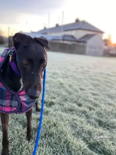 kermit adozione greyhoundi pet levrieri 01