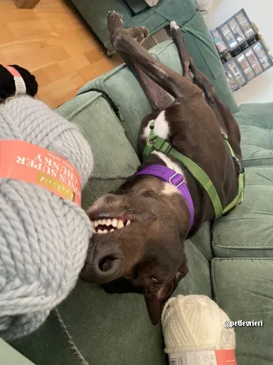 kermit adozione greyhoundi pet levrieri 02