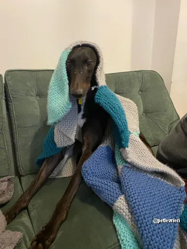 kermit adozione greyhoundi pet levrieri 03