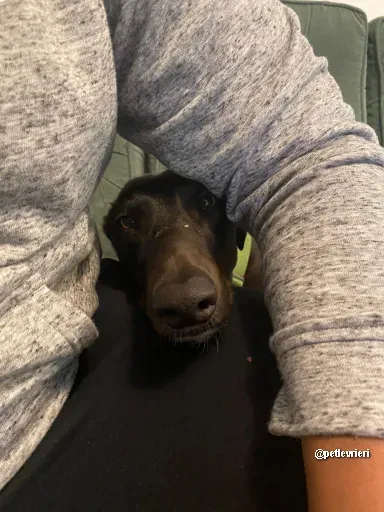 kermit adozione greyhoundi pet levrieri 04