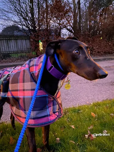 kermit adozione greyhoundi pet levrieri 05