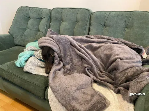 kermit adozione greyhoundi pet levrieri 06