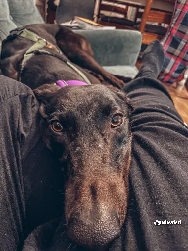 kermit adozione greyhoundi pet levrieri 07