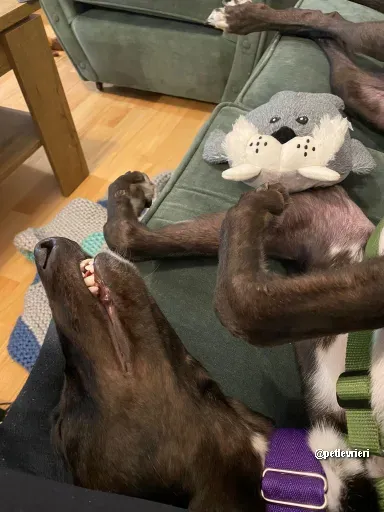 kermit adozione greyhoundi pet levrieri 08