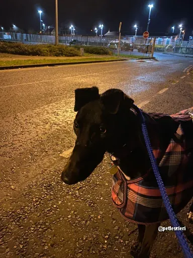 kermit adozione greyhoundi pet levrieri 09