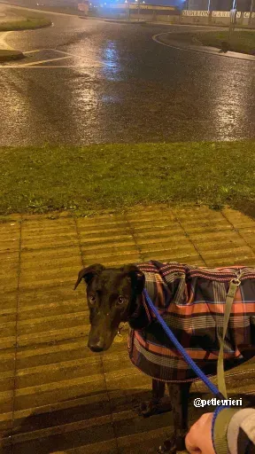 kermit adozione greyhoundi pet levrieri 10