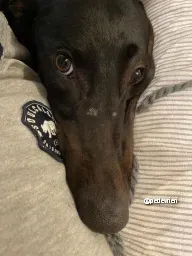 kermit adozione greyhoundi pet levrieri 12