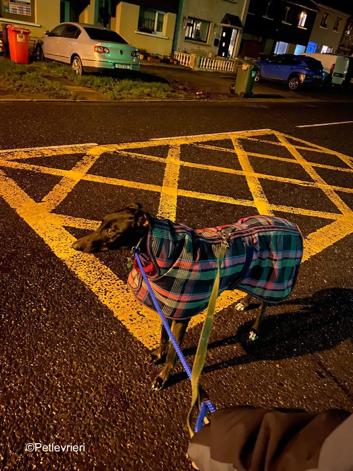 kermit adozione levrieri greyhound 1