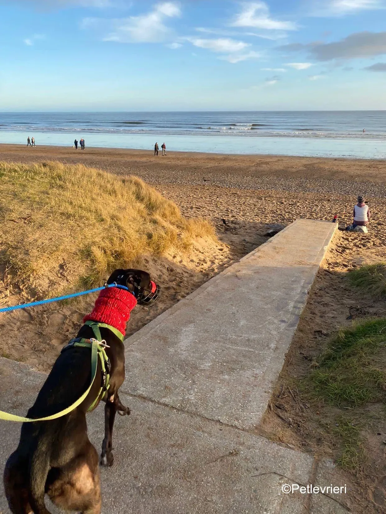 kermit adozione levrieri greyhound 2